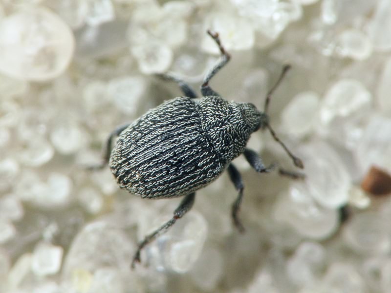 Curculionidae Latreille, 1802